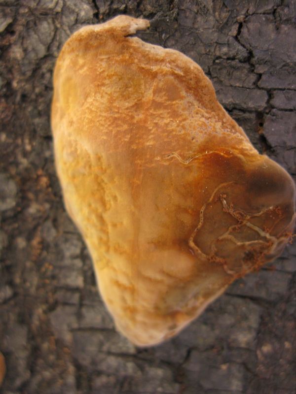 Phellinus tubercolosus